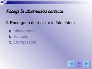 5. Encargado de realizar la fotosíntesis: a.  Mitocondria b.  Vacuola c.  Cloroplastos Escoge la alternativa correcta 