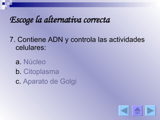7. Contiene ADN y controla las actividades celulares: a.  Núcleo b.  Citoplasma c.  Aparato de  Golgi Escoge la alternativa correcta 