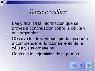 Tareas a realizar Lee y analiza la información que se provee a continuación sobre la célula y sus organelos. Observa los tres videos que te ayudarán a comprender el funcionamiento de la célula y sus organelos. Contesta los ejercicios de la prueba. 