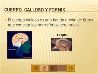El cuerpo calloso es una banda ancha de fibras que conecta los hemisferios cerebrales 