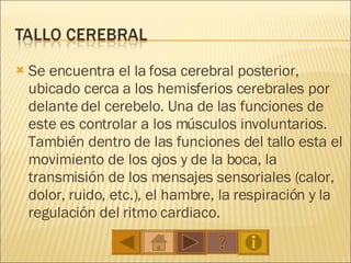 Se encuentra el la fosa cerebral posterior, ubicado cerca a los hemisferios cerebrales por delante del cerebelo. Una de las funciones de este es controlar a los músculos involuntarios. También dentro de las funciones del tallo esta el movimiento de los ojos y de la boca, la transmisión de los mensajes sensoriales (calor, dolor, ruido, etc.), el hambre, la respiración y la regulación del ritmo cardiaco. 