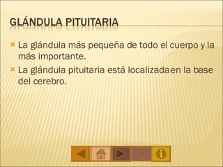 La glándula más pequeña de todo el cuerpo y la más importante. La glándula pituitaria está localizada en la base del cerebro.  
