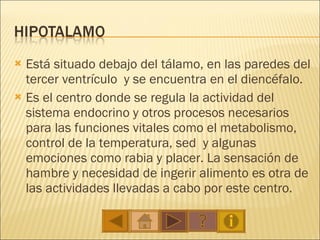 Está situado debajo del tálamo, en las paredes del tercer ventrículo  y se encuentra en el diencéfalo.  Es el centro donde se regula la actividad del sistema endocrino y otros procesos necesarios para las funciones vitales como el metabolismo, control de la temperatura, sed  y algunas emociones como rabia y placer. La sensación de hambre y necesidad de ingerir alimento es otra de las actividades llevadas a cabo por este centro. 