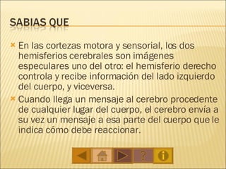 En las cortezas motora y sensorial, los dos hemisferios cerebrales son imágenes especulares uno del otro: el hemisferio derecho controla y recibe información del lado izquierdo del cuerpo, y viceversa. Cuando llega un mensaje al cerebro procedente de cualquier lugar del cuerpo, el cerebro envía a su vez un mensaje a esa parte del cuerpo que le indica cómo debe reaccionar. 