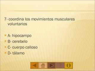 7-  coordina los movimientos musculares voluntarios A- hipocampo B- cerebelo C- cuerpo calloso D- tálamo 