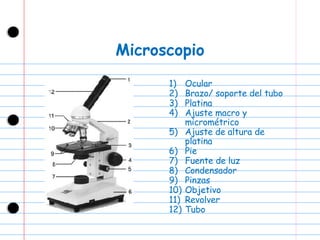 Microscopio Ocular Brazo/ soporte del tubo Platina Ajuste macro y micrométrico Ajuste de altura de platina Pie Fuente de luz  Condensador Pinzas Objetivo Revolver Tubo 