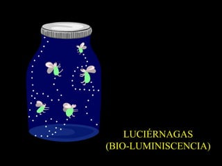 LUCIÉRNAGAS (BIO-LUMINISCENCIA) 