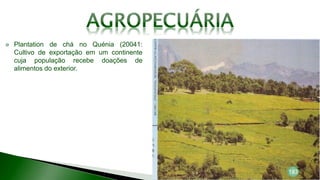 Plantation de chá no Quénia (20041:
Cultivo de exportação em um continente
cuja população recebe doações de
alimentos do exterior.
 