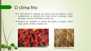 O clima frio
 A agricultura é voltada ao cultivo que se adapta à baixa
temperatura, a exemplo de frutas como morango, maçã,
pêssego, amora, framboesa, cereja, etc.
 Destaca-se, também, o cultivo de grãos e cereais, como
trigo, aveia, centeio, cevada, etc.
Imagem: Morangos / Nino Barbieri / GNU Free Documentation License Imagem: Trigo / Civertan / Creative
Commons Attribution-Share Alike 2.5 Generic
 