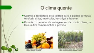 O clima quente
Quanto à agricultura, está voltada para o plantio de frutas
tropicais, grãos, tubérculos, hortaliças e legumes.
Durante o período de estiagem ou de muita chuva, a
lavoura fica comprometida e perdida.
Imagem: Frutas / Onef9day / Creative
Commons Attribution 3.0 Unported
Imagem: Plantação de Cana-de-açúcar / Hannes Grobe /
Creative Commons Attribution-Share Alike 2.5 Generic
 
