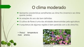 O clima moderado
 Apresenta características semelhantes ao clima frio (inverno) e ao clima
quente (verão).
 As estações do ano são bem definidas.
 O cultivo de flores é uma das atividades desenvolvidas pela agricultura.
 A arquitetura de algumas regiões é bem parecida com a do clima frio.
• Possui temperatura
mais amena.
Imagem: Flores / Lgovindprakash / Creative Commons Attribution-
Share Alike 3.0 Unported
 