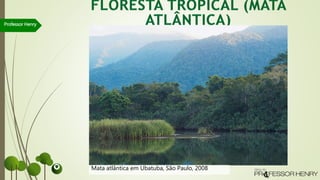 Professor Henry
Mata atlântica em Ubatuba, São Paulo, 2008
 