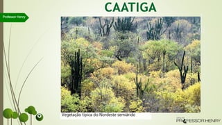 Professor Henry
Vegetação típica do Nordeste semiárido
JUAN
PRATGINESTÓS/SAMBA
PHOTO
 