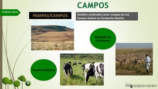 Professor Henry
PAMPAS/CAMPOS Também conhecidos como: Campos do Sul,
Campos Sulinos ou Campanha Gaúcha.
Vegetação de
Gramíneas
Pecuária extensiva
 