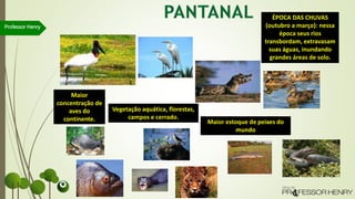 Professor Henry
ÉPOCA DAS CHUVAS
(outubro a março): nessa
época seus rios
transbordam, extravasam
suas águas, inundando
grandes áreas de solo.
Maior estoque de peixes do
mundo
Maior
concentração de
aves do
continente.
Vegetação aquática, florestas,
campos e cerrado.
 