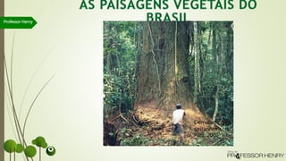 Professor Henry
Derrubada de
castanheira,
Pará, 2001
 