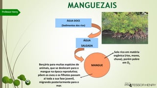 Professor Henry
ÁGUA DOCE
(Sedimentos dos rios)
ÁGUA
SALGADA
MANGUE
Solo rico em matéria
orgânica (rios, mares,
chuva), porém pobre
em O2..
Berçário para muitas espécies de
animais, que se deslocam para o
mangue na época reprodutiva;
põem os ovos e os filhotes passam
aí toda a sua fase juvenil,
migrando posteriormente para o
mar.
 