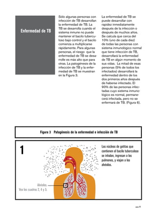 página 41
Sólo algunas personas con
infección de TB desarrollan
la enfermedad de TB. La
TB se desarrolla cuando el
sistema inmune no puede
mantener el bacilo tubercu-
loso bajo control y el bacilo
comienza a multiplicarse
rápidamente. Para algunas
personas, el riesgo que la
enfermedad de TB se desa-
rrolle es más alto que para
otras. La patogénesis de la
infección de TB y la enfer-
medad de TB se muestran
en la Figura 3.
Enfermedad de TB
Los núcleos de gotitas que
contienen el bacilo tuberculoso
se inhalan, ingresan a los
pulmones, y viajan a los
alvéolos.
Figura 3 Patogénesis de la enfermedad e infección de TB
1
Alvéolos.
Vea los cuadros 2, 4 y 5.
La enfermedad de TB se
puede desarrollar con
rapidez inmediatamente
después de la infección o
después de muchos años.
Se calcula que cerca del
10% (uno de cada diez)
de todas las personas con
sistema inmunológico normal
que tiene infección de TB,
desarrollará la enfermedad
de TB en algún momento de
sus vidas. La mitad de esas
personas (5% de todos los
infectados) desarrollará la
enfermedad dentro de los
dos primeros años después
de haberse infectado. El
90% de las personas infec-
tadas cuyo sistema inmuno-
lógico es normal, permane-
cerá infectada, pero no se
enfermará de TB. (Figura 6).
 