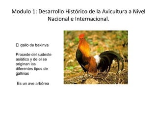Modulo 1: Desarrollo Histórico de la Avicultura a Nivel
Nacional e Internacional.

El gallo de bakinva
Procede del sudeste
asiático y de el se
originan las
diferentes tipos de
gallinas
Es un ave arbórea

 