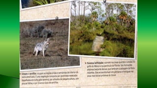 Professor Claudio Henrique (Henry)
 