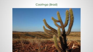 Caatinga (Brasil)
 