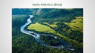 Mata Atlântica (Brasil)
 