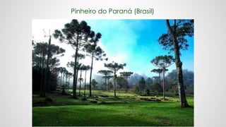 Pinheiro do Paraná (Brasil)
 