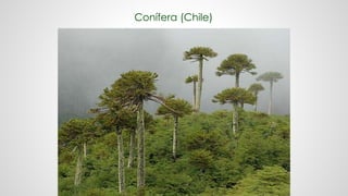 Conífera (Chile)
 