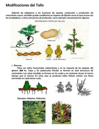 Modificaciones del Tallo
Además de adaptarse a las funciones de soporte, conducción y producción de
crecimiento nuevo, también puede modificarse en órganos de fijación como el que ocurre con
las enredaderas, y otras estructuras de protección, como ejemplo mencionaremos algunos.
1. Rizomas
Estos son tallos horizontales subterráneos y en la mayoría de las especies del
género Iris las hojas y los pedúnculos florales se forman en esta estructura de
crecimiento. Las raíces también se forman en los nudos y en ocasiones duran el mismo
tiempo que el rizoma. En otros caso se producen tallos foliares erectos con flores
terminales en cada tercer nudo.
Ejemplos: Helechos, Heliconias
 