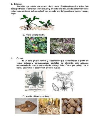 2. Estolones
Son tallos que crecen por encima de la tierra. Pueden desarrollar raíces. Son
tallos postrados, se arrastran sobre el suelo y en cada uno de sus nudos se forman tanto
raíces como vástagos, incluso en las fresas en cada uno de los nudos se forman raíces y
hojas.
Ej. Fresas y mala madre.
3. Cormo
Es un tallo grueso vertical y subterráneo que se desarrollan a partir de
yemas axilares, y almacenan gran cantidad de alimento, este alimento
almacenado da paso al desarrollo del vástago foliar. Crece por debajo de la
tierra. Las yemas se desarrollan en tallos nuevos.
Ej. Yautía, plátano y malanga
 