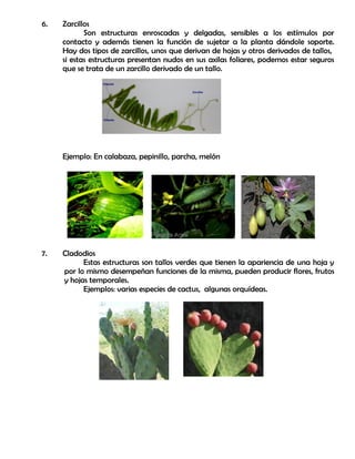 6. Zarcillos
Son estructuras enroscadas y delgadas, sensibles a los estímulos por
contacto y además tienen la función de sujetar a la planta dándole soporte.
Hay dos tipos de zarcillos, unos que derivan de hojas y otros derivados de tallos,
si estas estructuras presentan nudos en sus axilas foliares, podemos estar seguros
que se trata de un zarcillo derivado de un tallo.
Ejemplo: En calabaza, pepinillo, parcha, melón
7. Cladodios
Estas estructuras son tallos verdes que tienen la apariencia de una hoja y
por lo mismo desempeñan funciones de la misma, pueden producir flores, frutos
y hojas temporales.
Ejemplos: varias especies de cactus, algunas orquídeas.
 