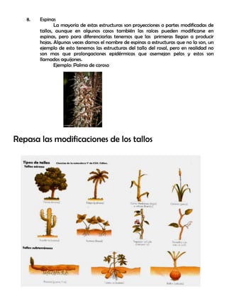 8. Espinas
La mayoría de estas estructuras son proyecciones o partes modificadas de
tallos, aunque en algunos casos también las raíces pueden modificarse en
espinas, pero para diferenciarlas tenemos que las primeras llegan a producir
hojas. Algunas veces damos el nombre de espinas a estructuras que no la son, un
ejemplo de esto tenemos las estructuras del tallo del rosal, pero en realidad no
son mas que prolongaciones epidérmicas que asemejan pelos y estos son
llamados aguijones.
Ejemplo: Palma de coroso
Repasa las modificaciones de los tallos
 