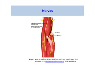Nervos
Fonte: Musculoskeletal Atlas-Carol Teitz, MD and Dan Graney, PhD
© 1996-2007 University of Washington, Seattle WA USA
 