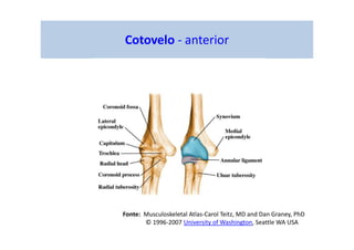 Cotovelo - anterior
Fonte: Musculoskeletal Atlas-Carol Teitz, MD and Dan Graney, PhD
© 1996-2007 University of Washington, Seattle WA USA
 