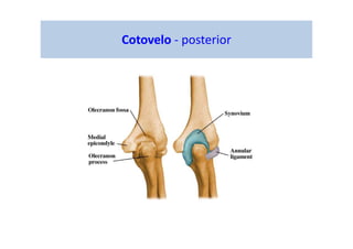 figura
Cotovelo - posterior
 