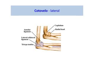 figura
Cotovelo - lateral
 