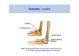 Cotovelo - medial
Fonte: Musculoskeletal Atlas-Carol Teitz, MD and Dan Graney, PhD
© 1996-2007 University of Washington, Seattle WA USA
 