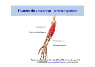Flexores do antebraço – camada superficial
Fonte: Musculoskeletal Atlas-Carol Teitz, MD and Dan Graney, PhD
© 1996-2007 University of Washington, Seattle WA USA
 