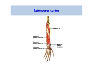 Extensores curtos
 