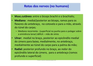 Frolich, Human Anatomy,UpprLimb
Rotas dos nervos (no humano)
• Musc.cutâneo: entre o biceps brachii e o brachialis;
• Mediano: medial/posterior ao bíceps, ramos para os
flexores do antebraço, no cotovelo e para a mão, através
do túnel do carpo;
– Mediano recorrente : (superficial no punho para o polegar sobre
a eminência tenar) déficit – mão de símio
• Ulnar: medial no braço, posterior ao epicôndilo medial
do úmero para baixo, medialmente, no antebraço,
medialmente ao túnel do carpo para a palma da mão;
• Radial: posterior profundo no braço, ao redor do
epicôndilo lateral do úmero, para o antebraço (ramos
profundo e superficial)
 