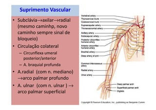 Frolich, Human Anatomy,UpprLimb
Suprimento Vascular
• Subclávia→axilar→radial
(mesmo caminhp, novo
caminho sempre sinal de
bloqueio)
• Circulação colateral
– Circunflexa umeral
posterior/anterior
– A. braquial profunda
• A.radial (com n. mediano)
→arco palmar profundo
• A. ulnar (com n. ulnar ) →
arco palmar superficial
 