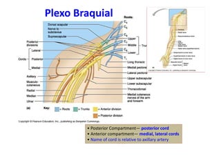 Frolich, Human Anatomy,UpprLimb
• Posterior Compartment— posterior cord
• Anterior compartment— medial, lateral cords
• Name of cord is relative to axillary artery
Plexo Braquial
 