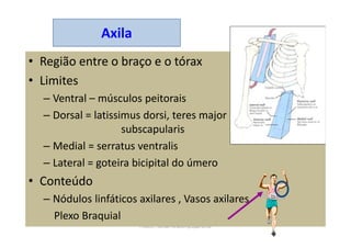Frolich, Human Anatomy,UpprLimb
Axila
• Região entre o braço e o tórax
• Limites
– Ventral – músculos peitorais
– Dorsal = latissimus dorsi, teres major
subscapularis
– Medial = serratus ventralis
– Lateral = goteira bicipital do úmero
• Conteúdo
– Nódulos linfáticos axilares , Vasos axilares
Plexo Braquial
 