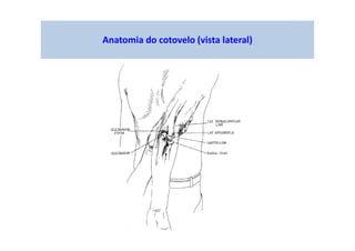 Anatomia do cotovelo (vista lateral)
 