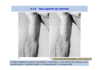 A e B Face superior do cotovelo
A. Prega de flexão do cotovelo; B. veia cefálica; C. veia basílica; D. veia mediana do antebraço; E. veia
mediana basílica; F. epicôndilo medial; G. m. bíceps braquial; H. m. braquiorradial
Reider, O Exame Físico em Ortopedia – Guanabara Koogan -2001
 