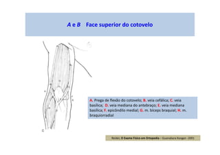 A e B Face superior do cotovelo
A. Prega de flexão do cotovelo; B. veia cefálica; C. veia
basílica; D. veia mediana do antebraço; E. veia mediana
basílica; F. epicôndilo medial; G. m. bíceps braquial; H. m.
braquiorradial
Reider, O Exame Físico em Ortopedia – Guanabara Koogan -2001
 