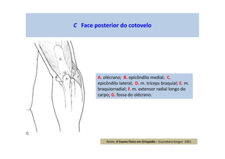 C Face posterior do cotovelo
A. olécrano; B. epicôndilo medial; C.
epicôndilo lateral; D. m. tríceps braquial; E. m.
braquiorradial; F. m. extensor radial longo do
carpo; G. fossa do olécrano.
Reider, O Exame Físico em Ortopedia – Guanabara Koogan -2001
 