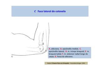 C Face lateral do cotovelo
A. olécrano; B. epicôndilo medial; C.
epicôndilo lateral; D. m. tríceps braquial; E. m.
braquiorradial; F. m. extensor radial longo do
carpo; G. fossa do olécrano.
Reider, O Exame Físico em Ortopedia – Guanabara Koogan -2001
 