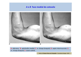 A e B Face medial do cotovelo
A. olécrano; B. epicôndilo medial; C. m. bíceps braquial; D. septo intermuscular; E.
m. tríceps braquial; F. túnel cubital.
F
Reider, O Exame Físico em Ortopedia – Guanabara Koogan -2001
 