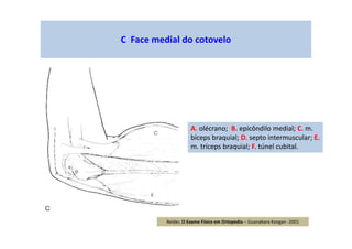 C Face medial do cotovelo
A. olécrano; B. epicôndilo medial; C. m.
bíceps braquial; D. septo intermuscular; E.
m. tríceps braquial; F. túnel cubital.
Reider, O Exame Físico em Ortopedia – Guanabara Koogan -2001
 